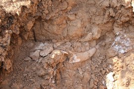 Denizli’de 9 milyon yıllık mamut ve gergedan fosilleri bulundu
