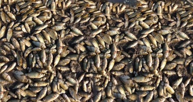 Çivril Işıklı gölüne bırakılan yavru balıklardan 10 bin kadarı öldü