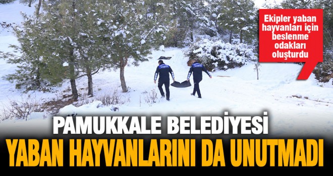 Pamukkale Belediyesi yaban hayvanlarını da unutmadı