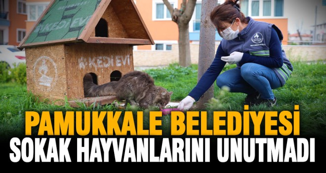 Pamukkale Belediyesi sokak hayvanlarını unutmadı