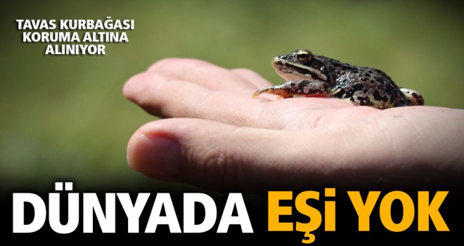 Nesli tehlike altında olan Tavas kurbağası için seferberlik ilan edildi