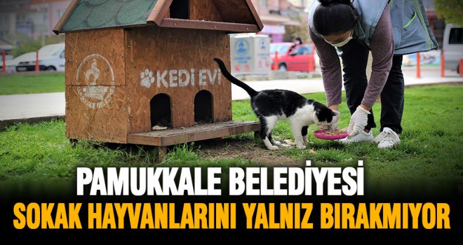 Pamukkale Belediyesi, sokak hayvanlarını yalnız bırakmıyor