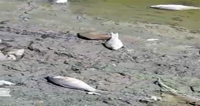 Gökpınar baraj gölünde binlerce balık karaya vurdu
