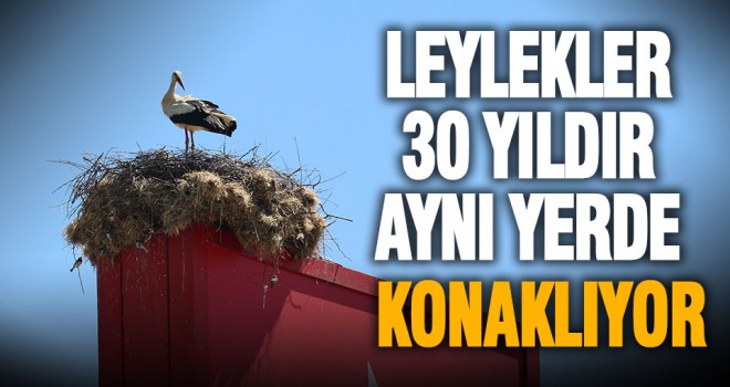Leylekler Sarayköy’de yuva için 30 yıldır aynı totemi kullanıyor