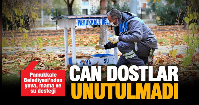 Pamukkale Belediyesi, sokaktaki can dostları unutmadı