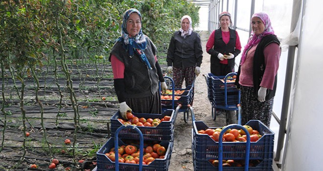 Çameli'de domates üretimi arttı, göç önlendi